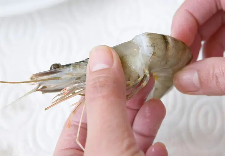 Hände halten eine rohe Garnele, bereit, sie mit Schale zu essen.