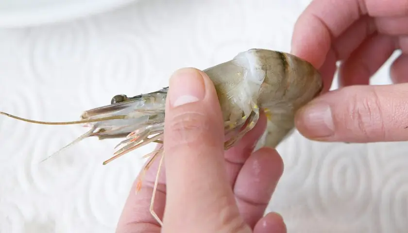 Hände halten eine rohe Garnele, bereit, sie mit Schale zu essen.