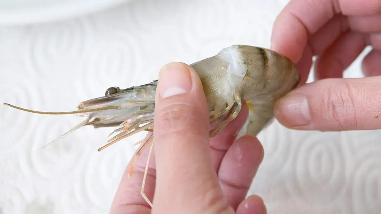 Hände halten eine rohe Garnele, bereit, sie mit Schale zu essen.